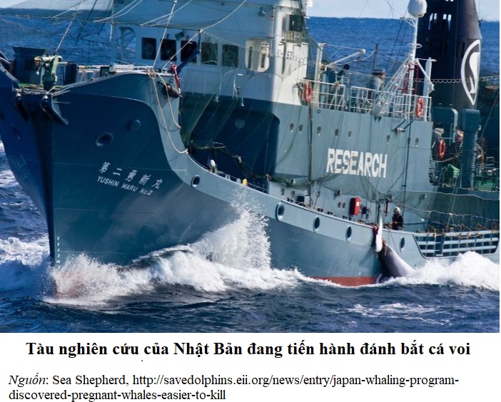 SeaShepherd_Japanese_Whaling